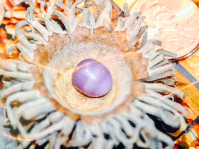 how much is a pearl worth from a clam